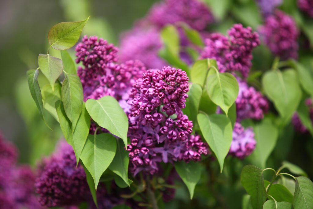 Lilacs in Rochester NY